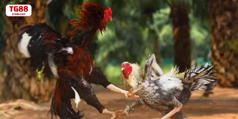 Các cuộc đấu gà luôn sôi động, kịch tính