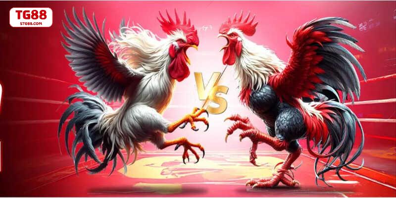 Đá gà đòn là hình thức chơi truyền thống