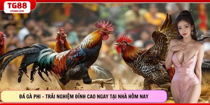 Đá Gà Phi - Trải Nghiệm Đỉnh Cao Ngay Tại Nhà Hôm Nay